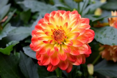 güzel dahlia çiçeği