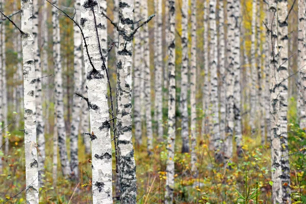 Betulle su foresta di autunno — Foto Stock