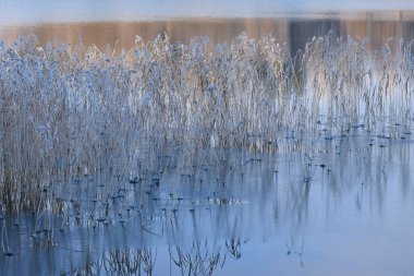 Ayaz sazlık ve ince buz