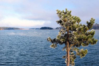 Küçük çam in Rime'ı