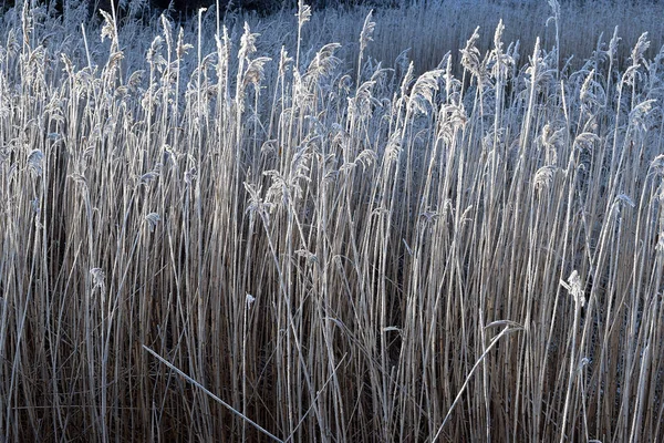 Rime on reeds. — Stock Photo, Image