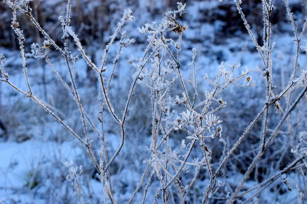 Седой мороз на растительном макро — стоковое фото
