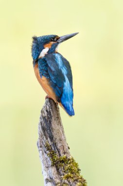 Daldaki Kingfisher Kuşu