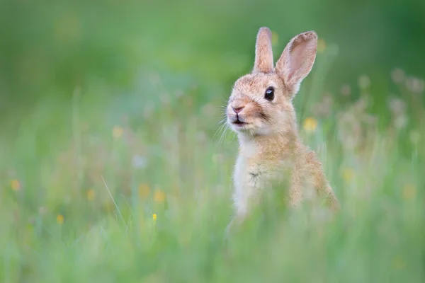 Dziki królik w trawie — Zdjęcie stockowe
