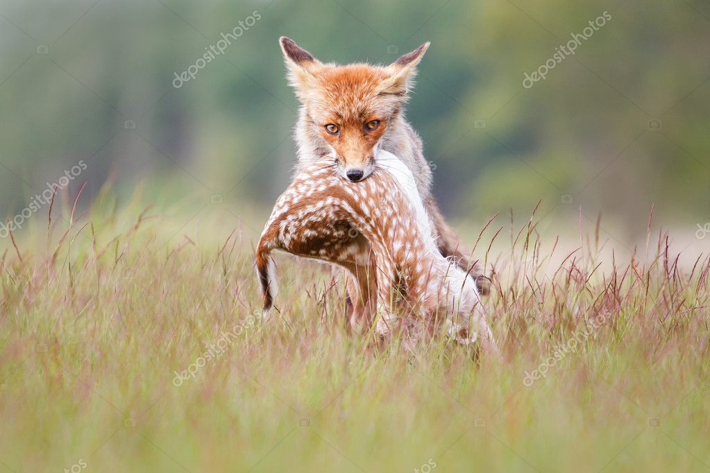 Red fox with prey — Stock Photo © pimleijen 124930648