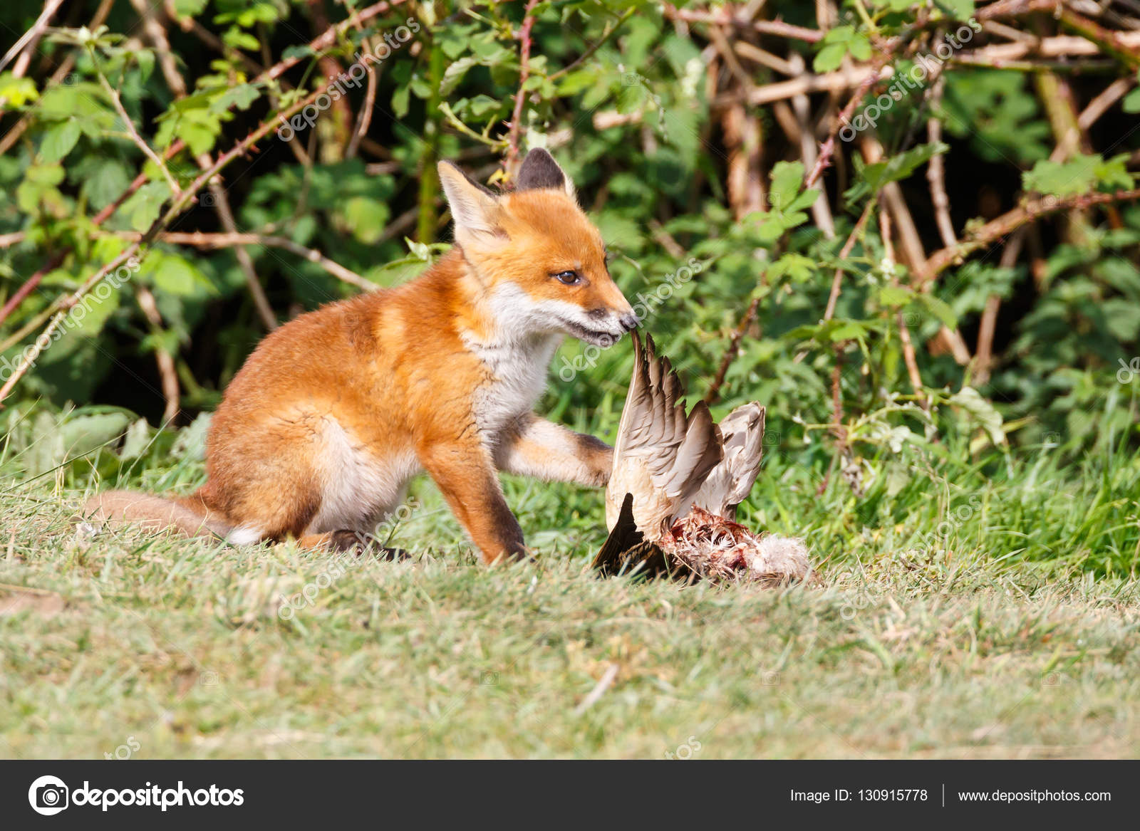 獲物と赤狐 ストック写真 C Pimleijen 獲物と赤狐 ストック写真 C Pimleijen