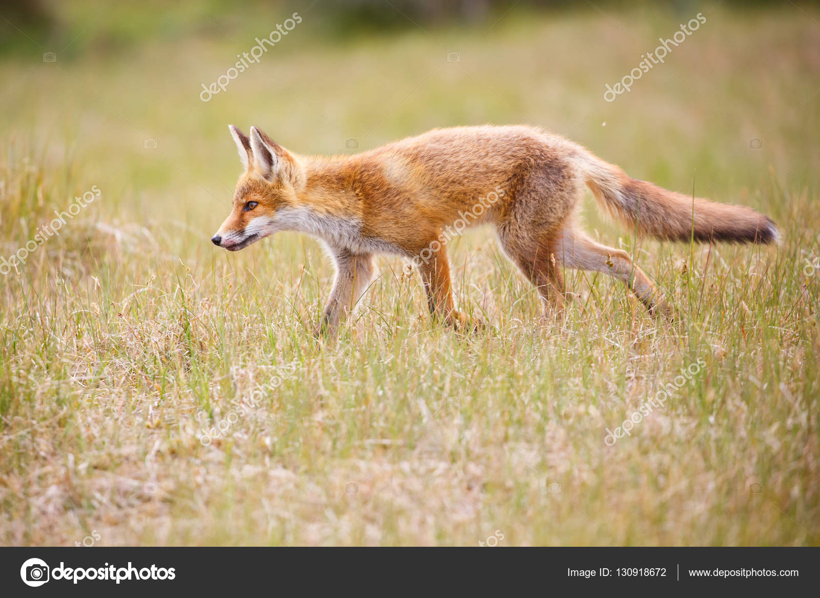 Wild red fox Stock Photo by ©pimleijen 130918672