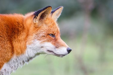 Vahşi kızıl tilki 