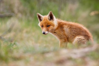vahşi kızıl tilki yavrusu