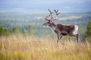 Açık havada güzel Ren geyiği
