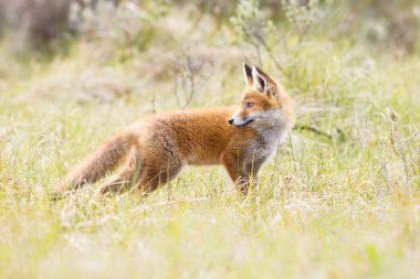 vahşi kızıl tilki yavrusu