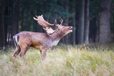 roaring fallow deer  clipart