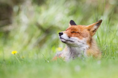 Vahşi kızıl tilki 