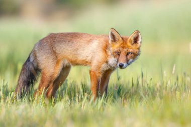 vahşi kızıl tilki yavrusu