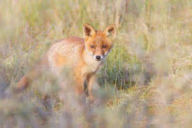 vahşi kızıl tilki yavrusu