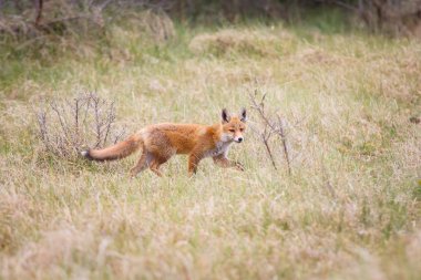 Vahşi kızıl tilki 