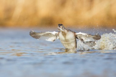 Balık ile büyük tepeli batağan 