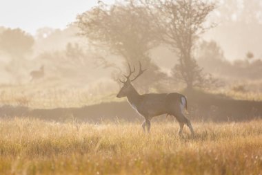 çiftleşme mevsiminde düşen geyik