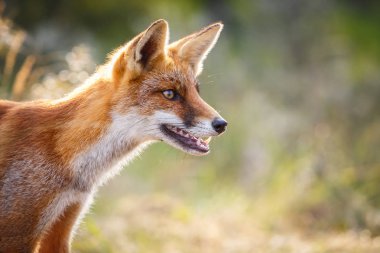 Kızıl Tilki portresi