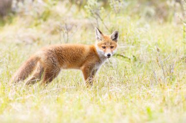 vahşi kızıl tilki yavrusu