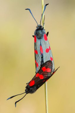 6-spot Burnet çiftleşme