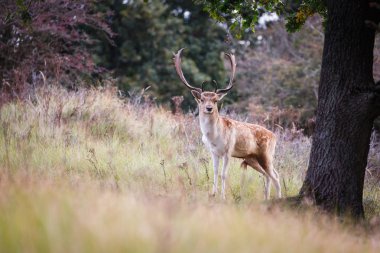 çiftleşme mevsiminde düşen geyik