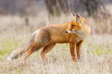 Vahşi kızıl tilki 