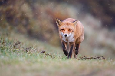Kızıl Tilki yağmurda