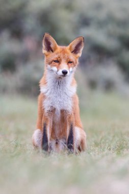 Vahşi kızıl tilki 