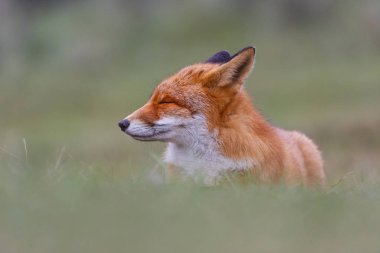 Vahşi kızıl tilki 