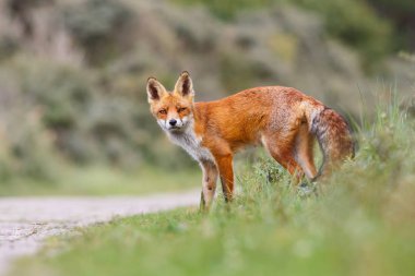 Ayakta akışı yakınındaki tilki 