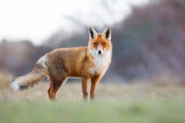 Vahşi kızıl tilki 