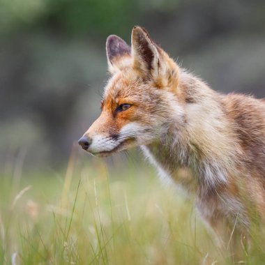 Vahşi kızıl tilki 