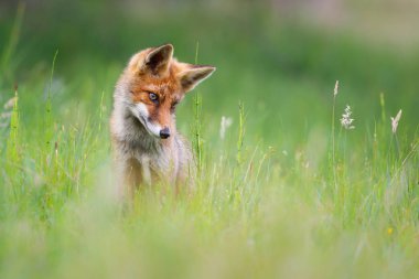 Vahşi kızıl tilki 