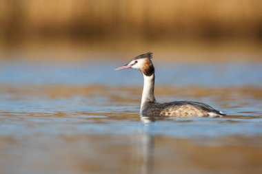 büyük tepeli batağan