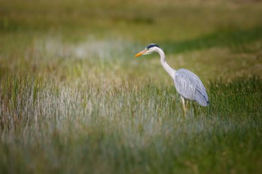 Gri balıkçıl bir nehirde durgunluk