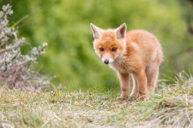 vahşi kızıl tilki yavrusu