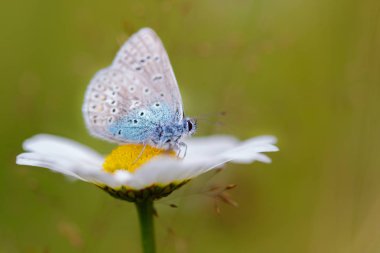 Sıradan mavi kelebek