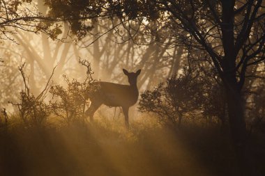 çiftleşme mevsiminde düşen geyik