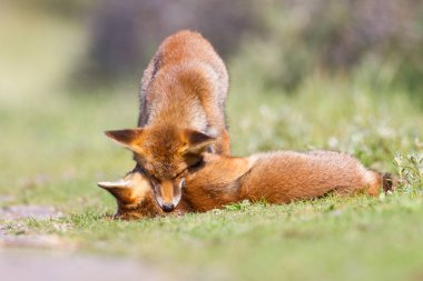 Kırmızı tilki mücadele