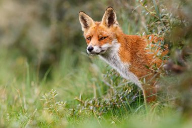 Vahşi kızıl tilki 