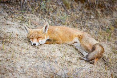 Vahşi kızıl tilki 