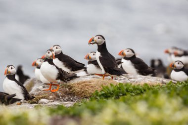 Atlantik martı kuşları