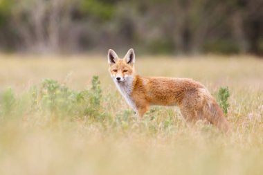 Vahşi kızıl tilki 