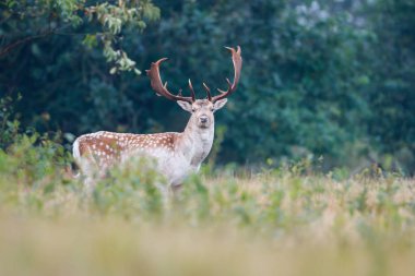 çiftleşme mevsiminde düşen geyik