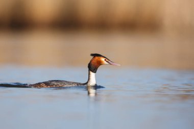 büyük tepeli batağan