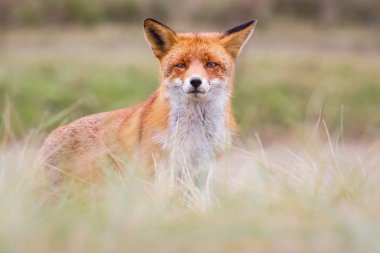 vahşi kızıl tilki yavrusu