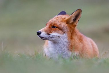 Vahşi kızıl tilki 