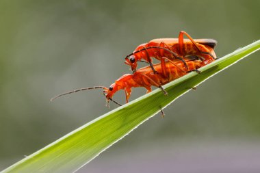 Mating soldier beetles clipart