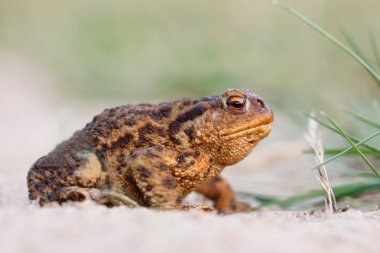 Yaygın karakurbağası.